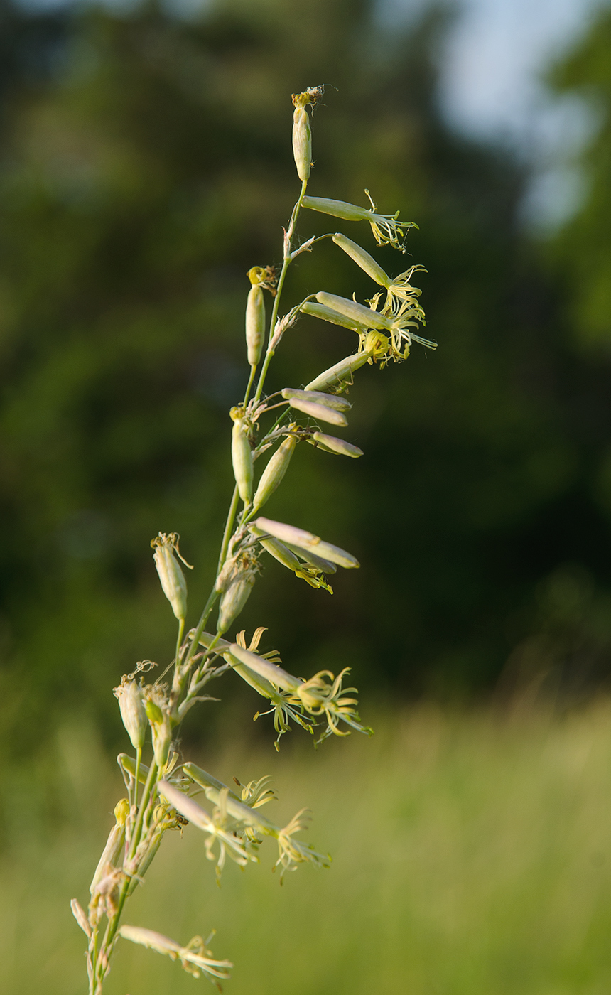 Изображение особи Silene chlorantha.