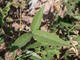 Meristotropis bucharica. Лист. Таджикистан, Хатлонская обл., Шамсиддин-Шохинский р-н, окр. кишлака Анджиробод, дол. р. Пяндж, ≈ 920 м н.у.м., приречная терраса. 29 июня 2026 г.