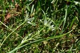 род Ornithogalum