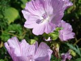 Malva moschata. Цветки (розовая форма). Окр. Томска, дачный участок. 2 августа 2009 г.