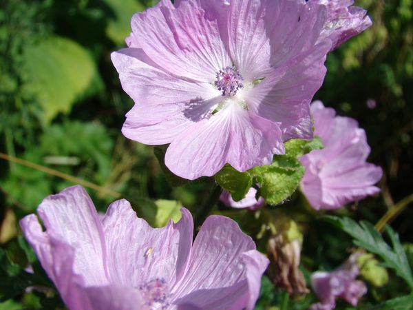 Image of Malva moschata specimen.