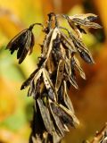 genus Hosta. Верхушка соплодия со зрелыми вскрывшимися плодами. Санкт-Петербург, Кировский р-н, цветник. 14.10.2026.