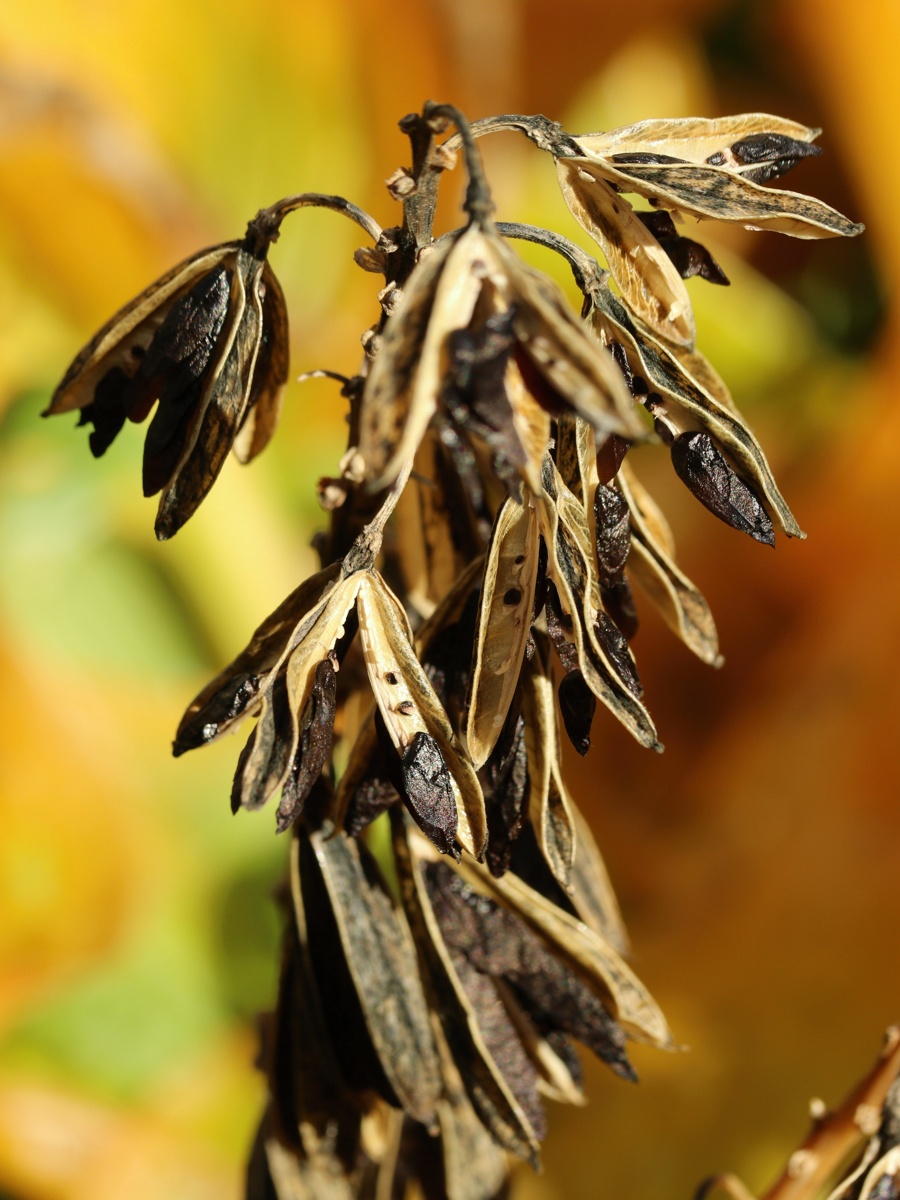 Image of genus Hosta specimen.