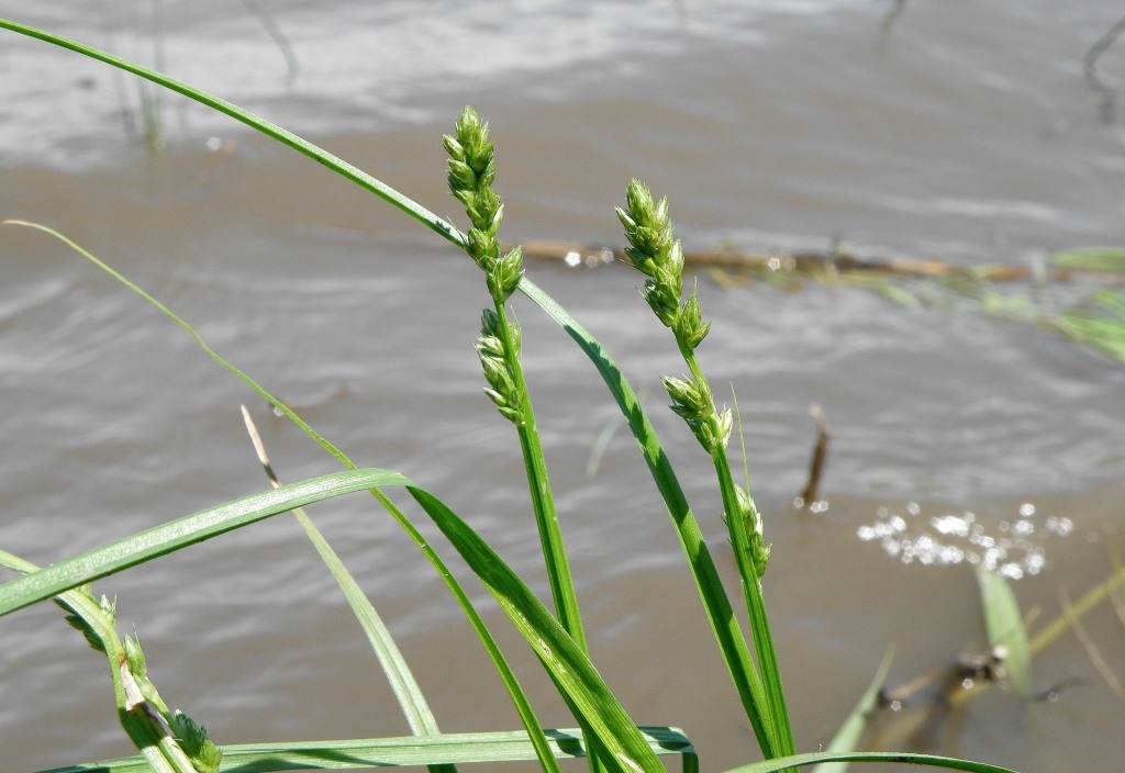 Изображение особи Carex vulpina.