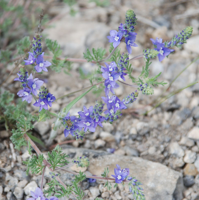 Image of Veronica capsellicarpa specimen.