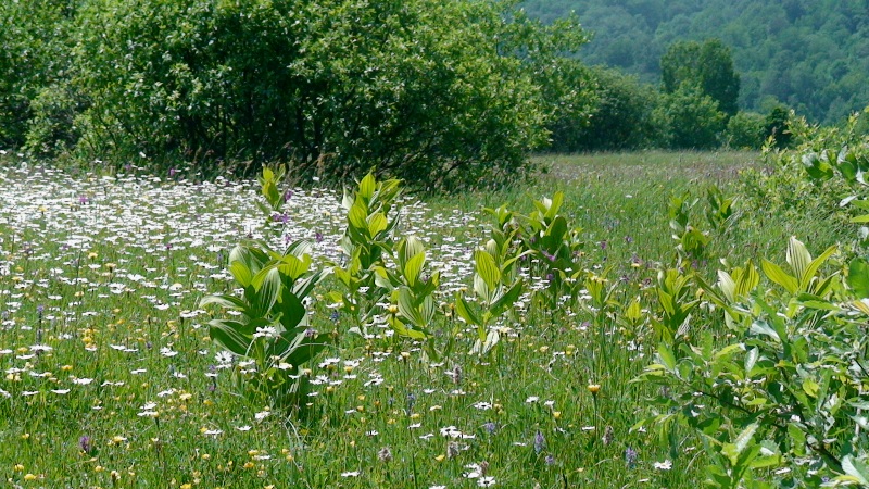 Image of Veratrum lobelianum specimen.