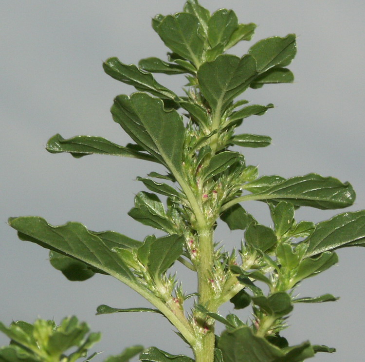 Image of Amaranthus albus specimen.