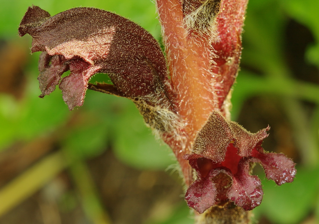 Image of Orobanche gamosepala specimen.
