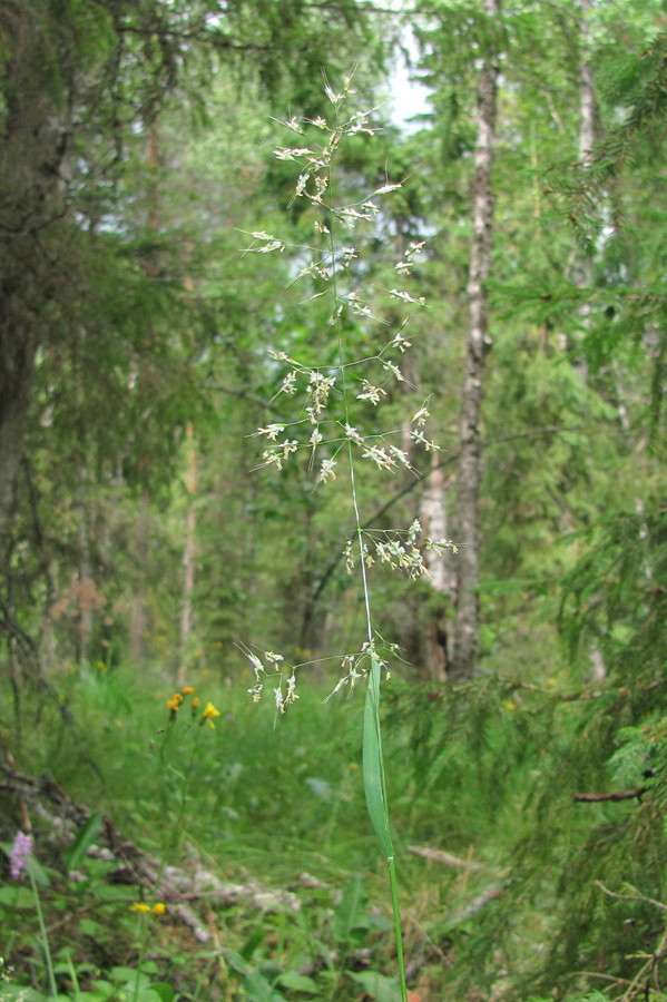 Изображение особи Trisetum sibiricum.