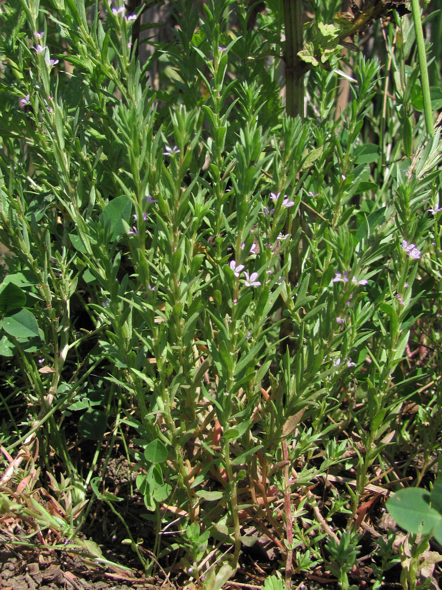 Изображение особи Lythrum melanospermum.