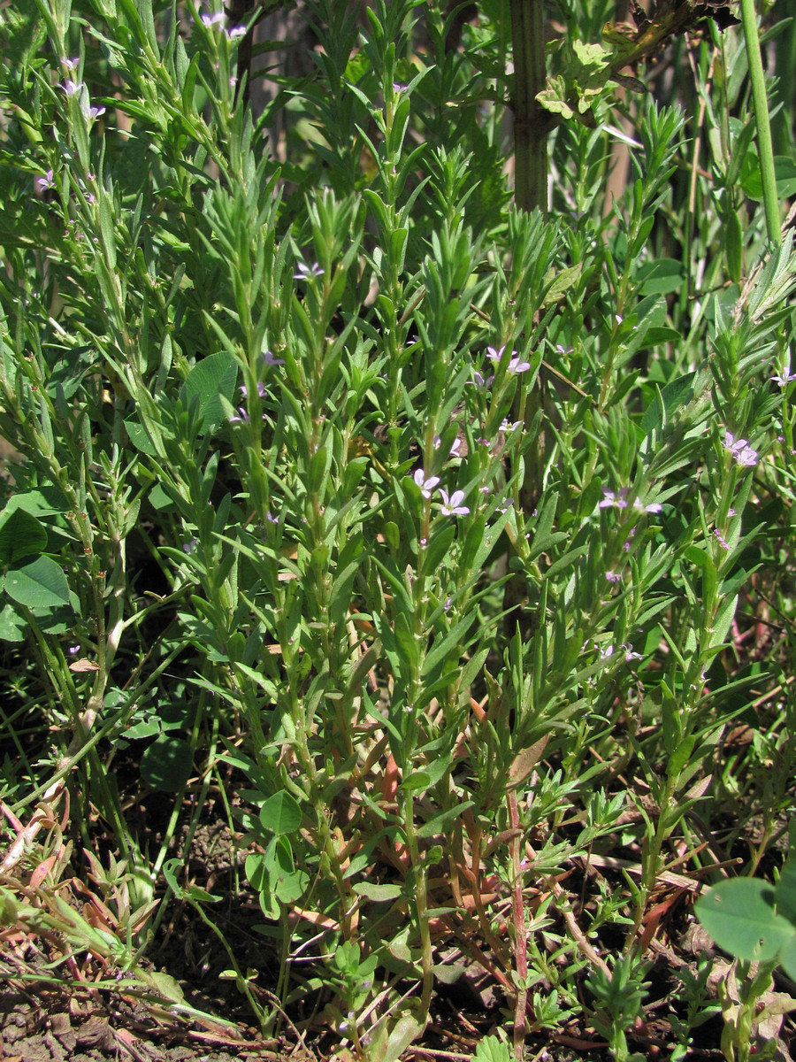 Изображение особи Lythrum thymifolia.