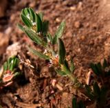 Polygonum rurivagum