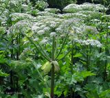 Heracleum mantegazzianum. Верхушки цветущих растений. Украина, Ивано-Франковская обл., Косовский р-н, с. Шешоры. 27 июня 2011 г.