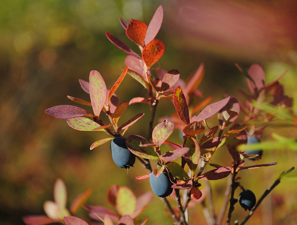 Изображение особи Vaccinium uliginosum.