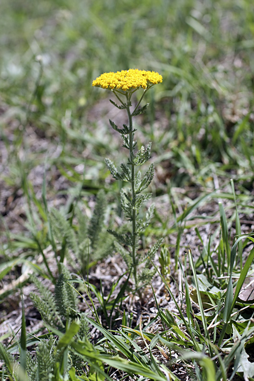 Изображение особи Achillea arabica.