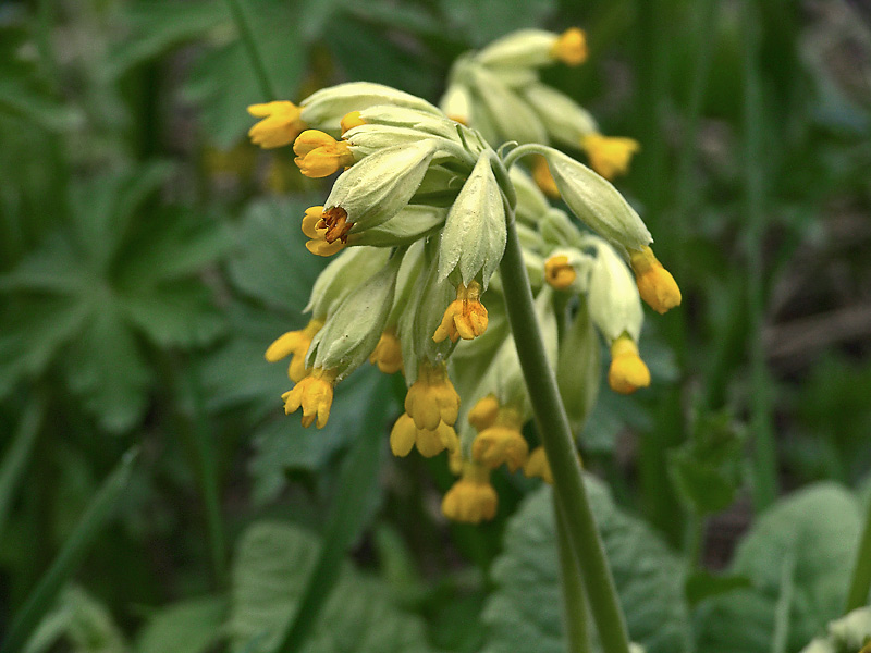 Image of Primula veris specimen.