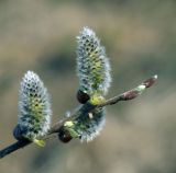 Salix caprea