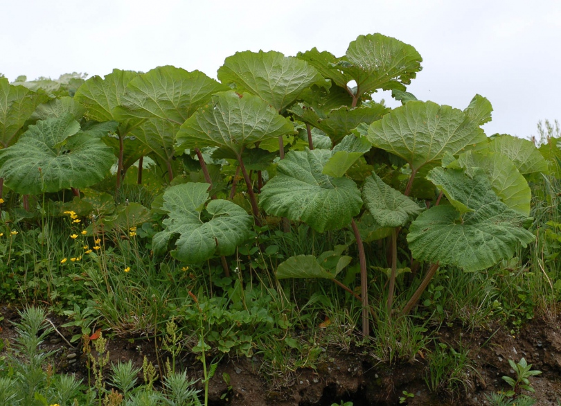 Image of Petasites amplus specimen.