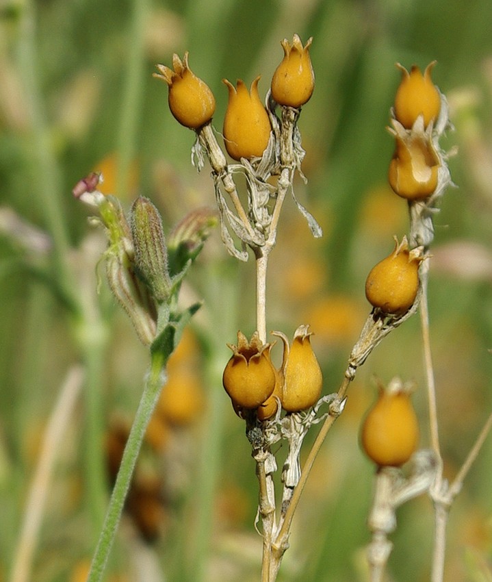 Image of Silene brahuica specimen.