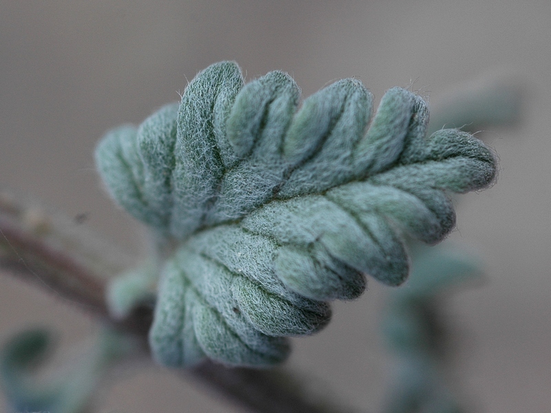 Image of Scutellaria przewalskii specimen.