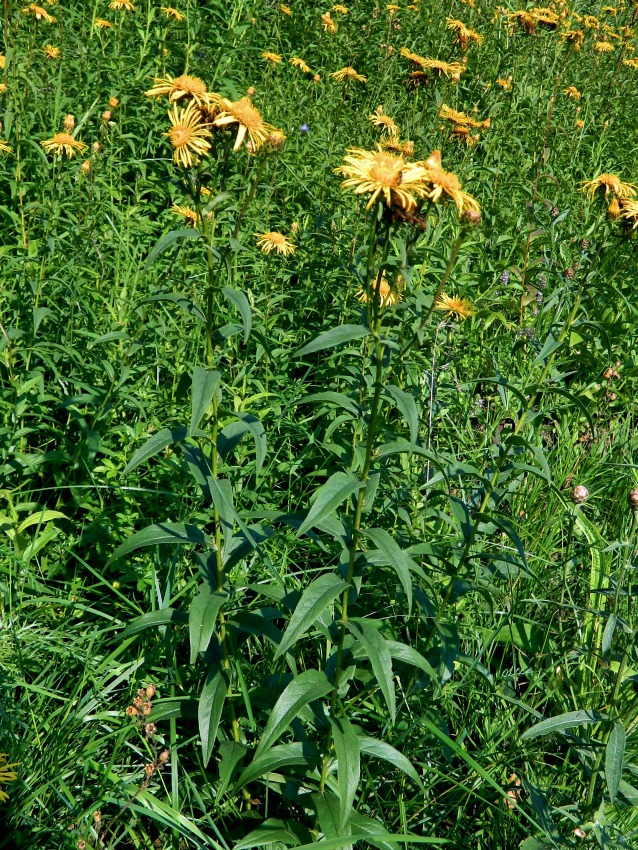 Image of Inula salicina specimen.