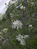 Amelanchier ovalis