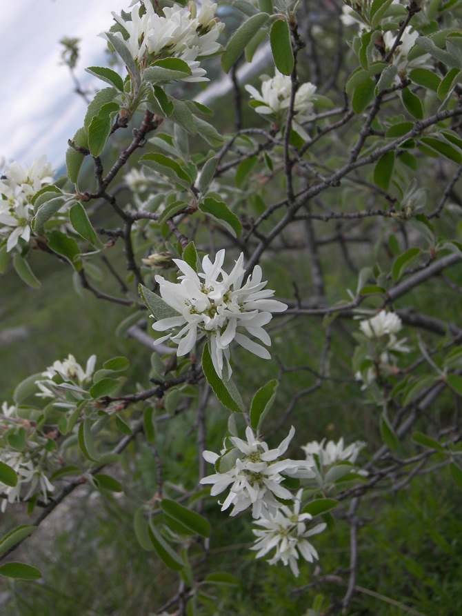 Image of Amelanchier ovalis specimen.
