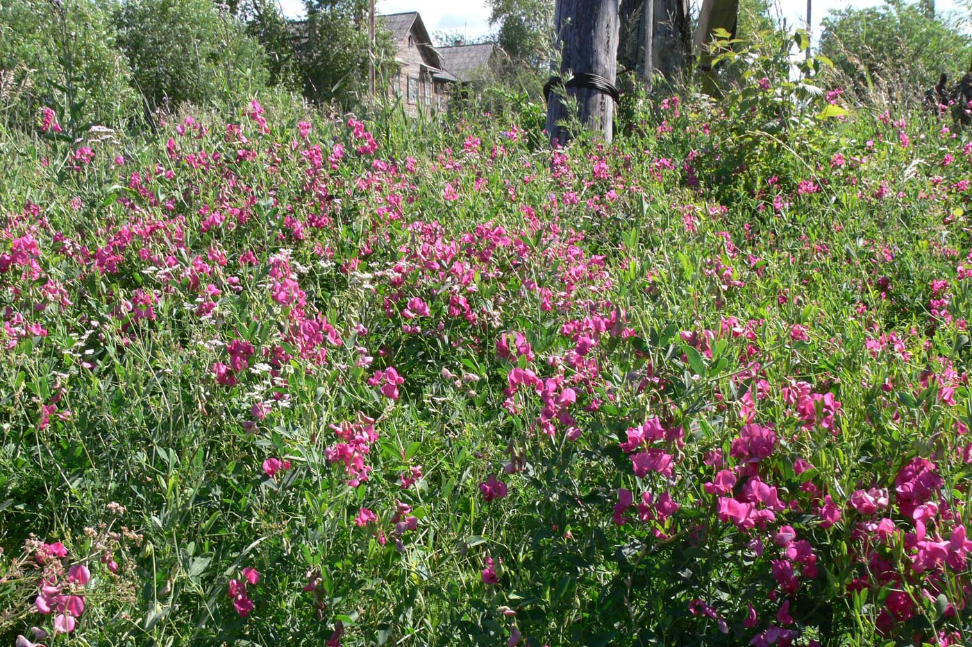 Изображение особи Lathyrus tuberosus.