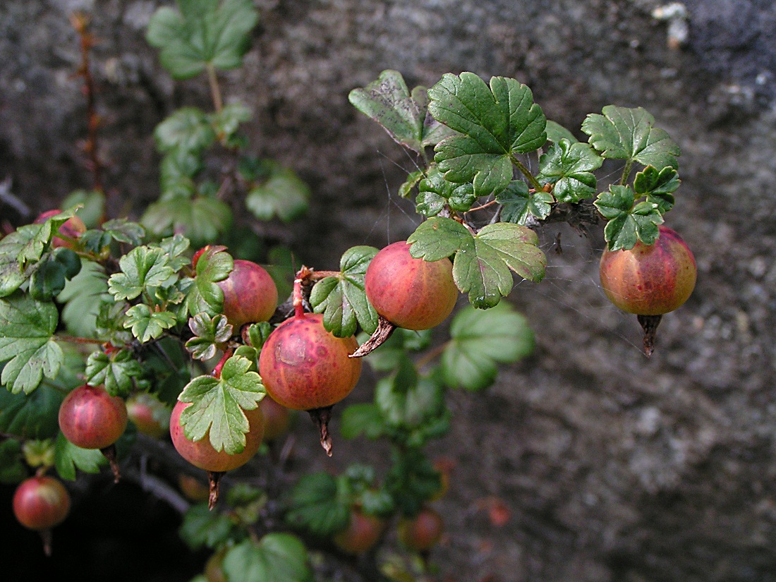 Изображение особи Grossularia acicularis.