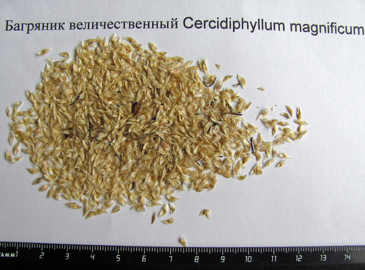 Image of Cercidiphyllum magnificum specimen.