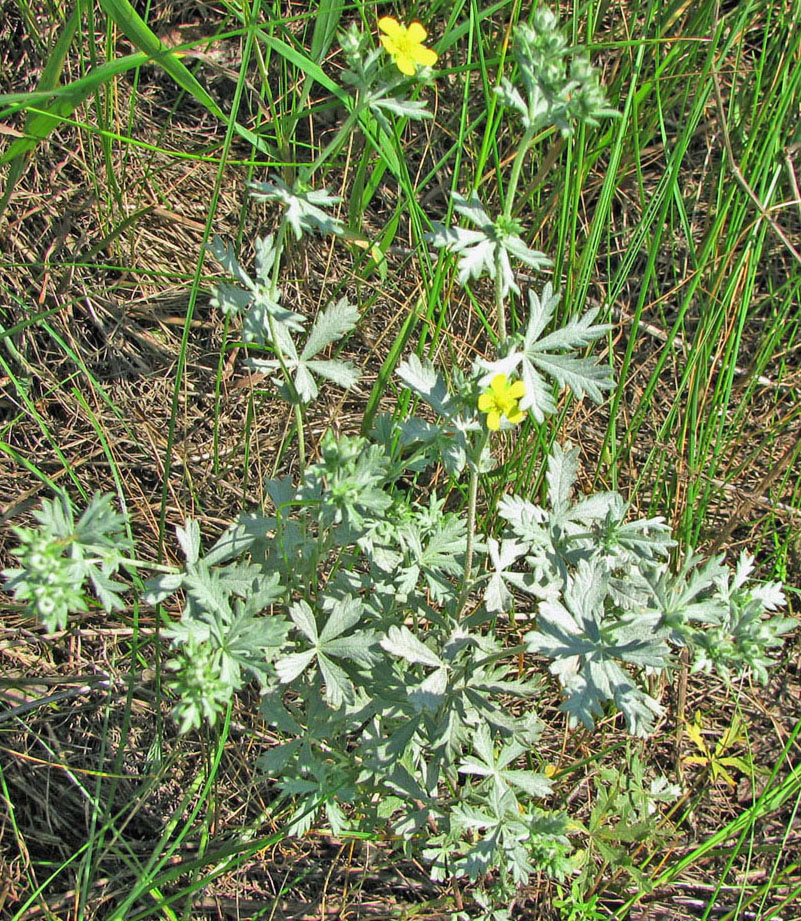 Изображение особи Potentilla impolita.