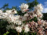 Filipendula camtschatica