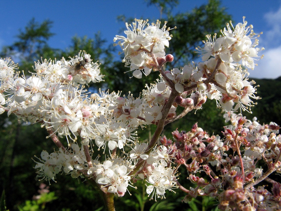 Изображение особи Filipendula camtschatica.