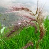 Echinochloa tzvelevii. Соплодие с отделившимися от оси отдельными колосками. Астрахань, о. Городской. 15.08.2011.