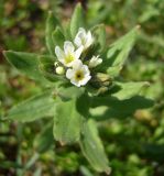 Buglossoides rochelii