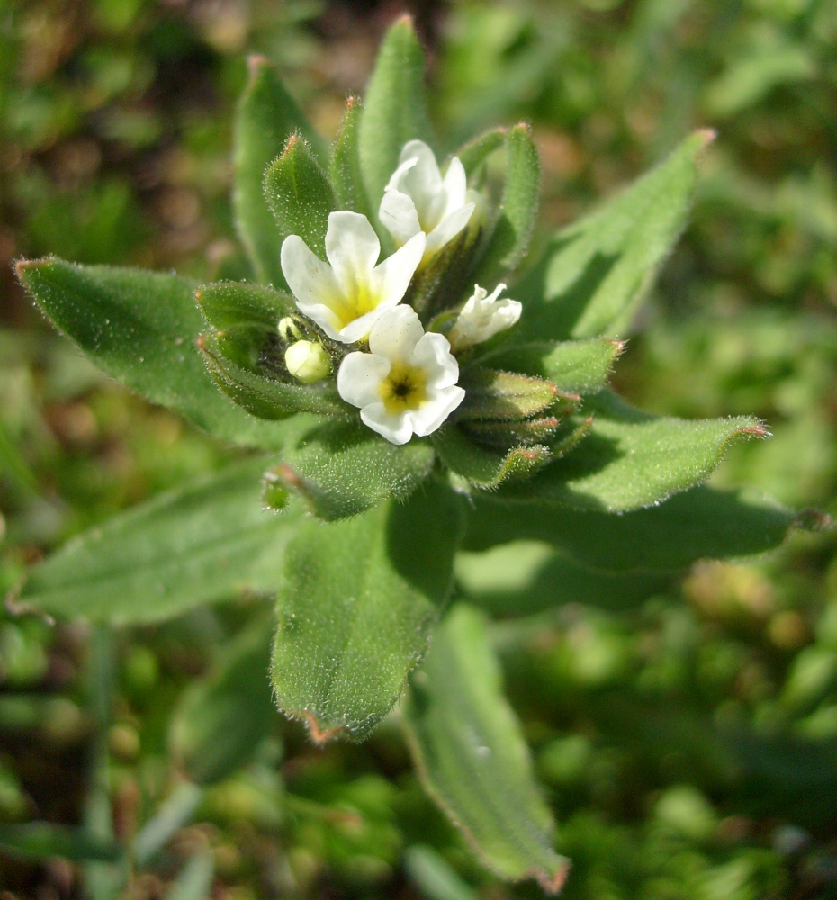 Изображение особи Buglossoides rochelii.