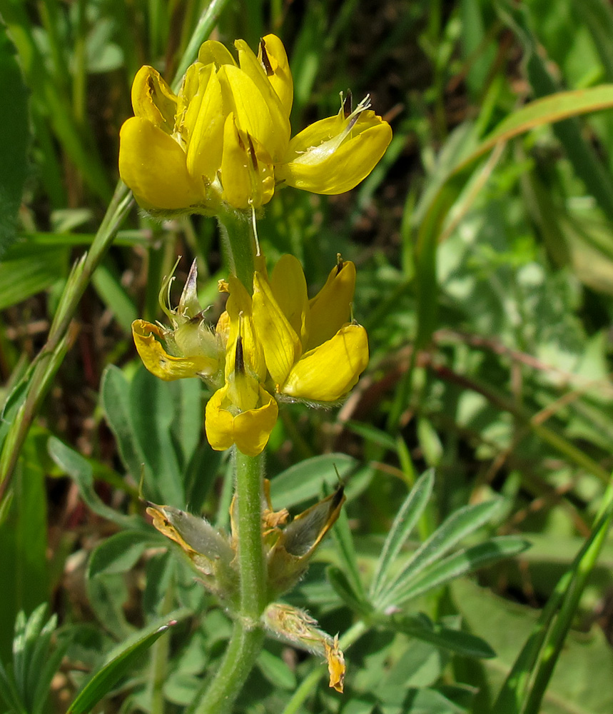 Изображение особи Lupinus luteus.