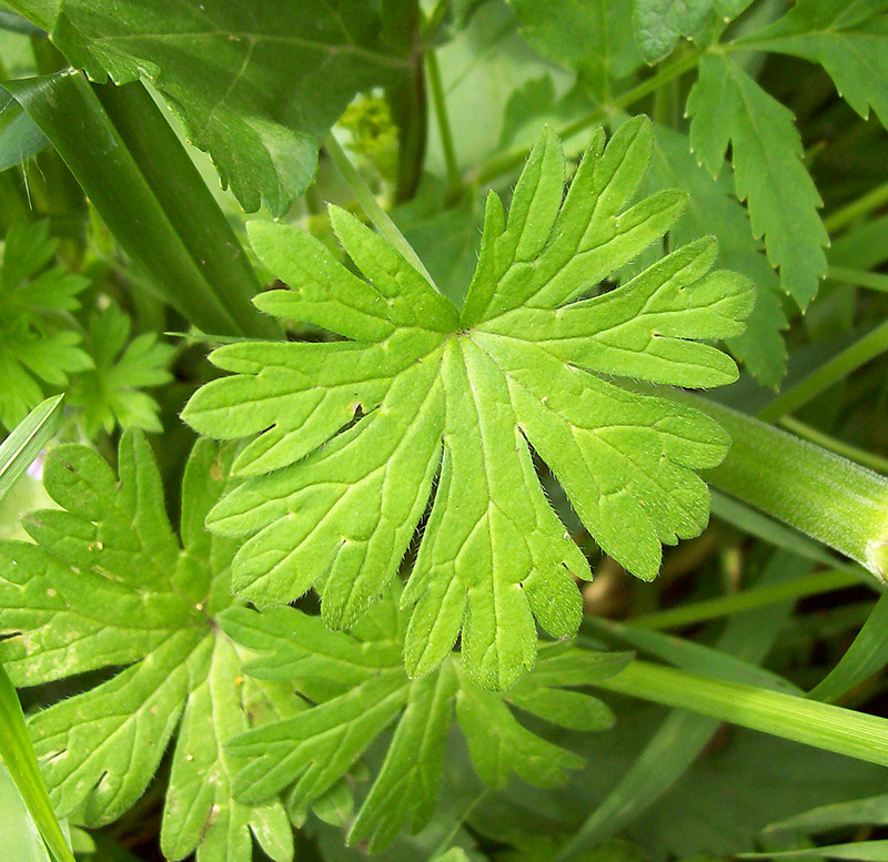 Изображение особи Geranium pusillum.