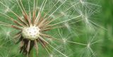 Taraxacum tortilobum