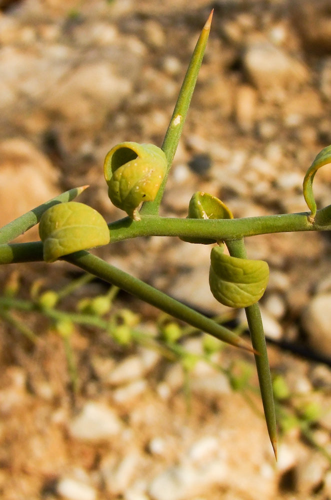 Изображение особи Balanites aegyptiaca.