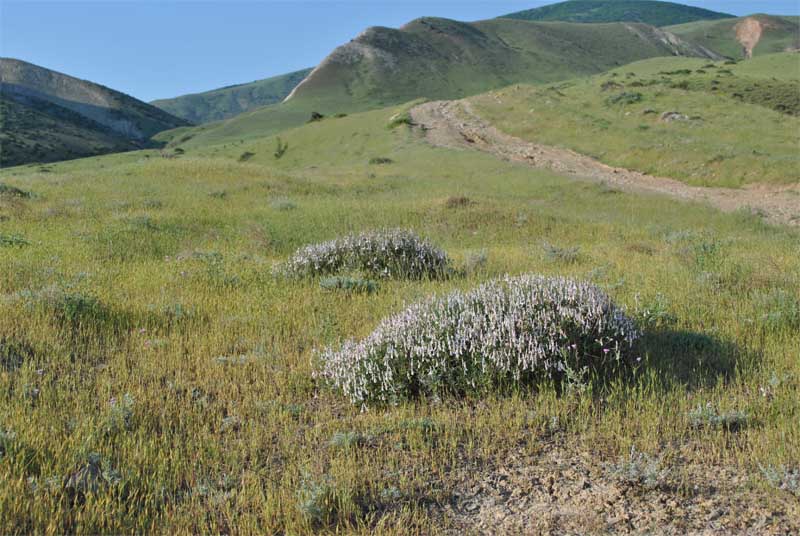 Изображение особи Stachys fruticulosa.