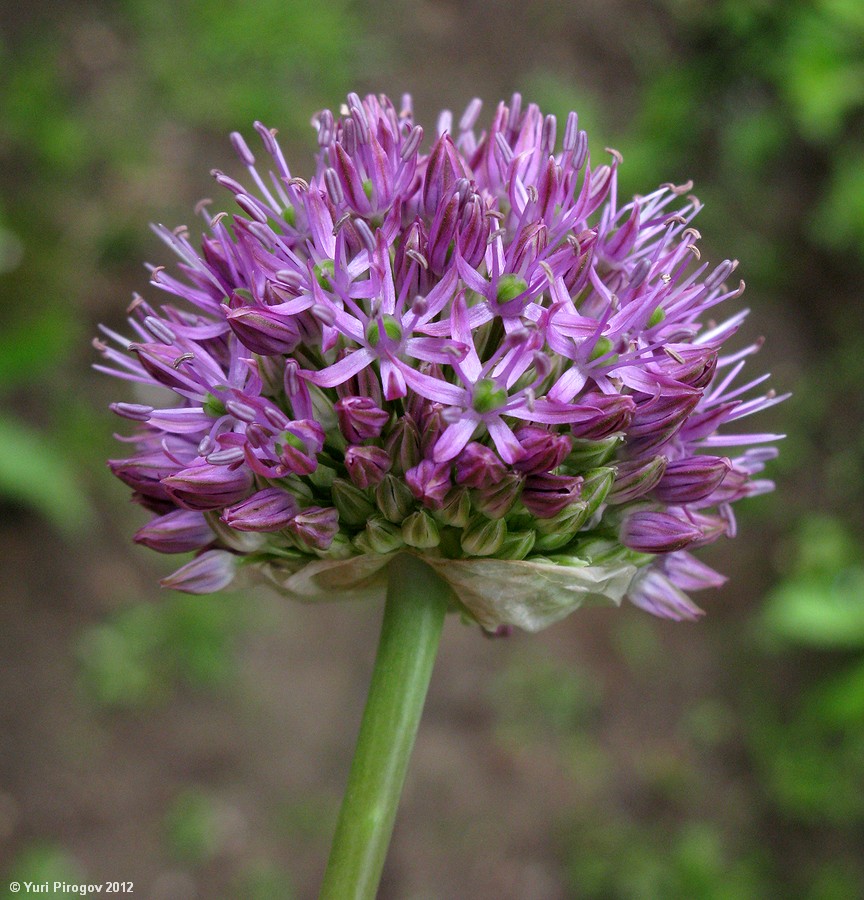 Image of Allium sewerzowii specimen.