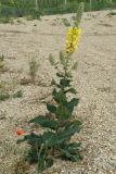 Verbascum ovalifolium