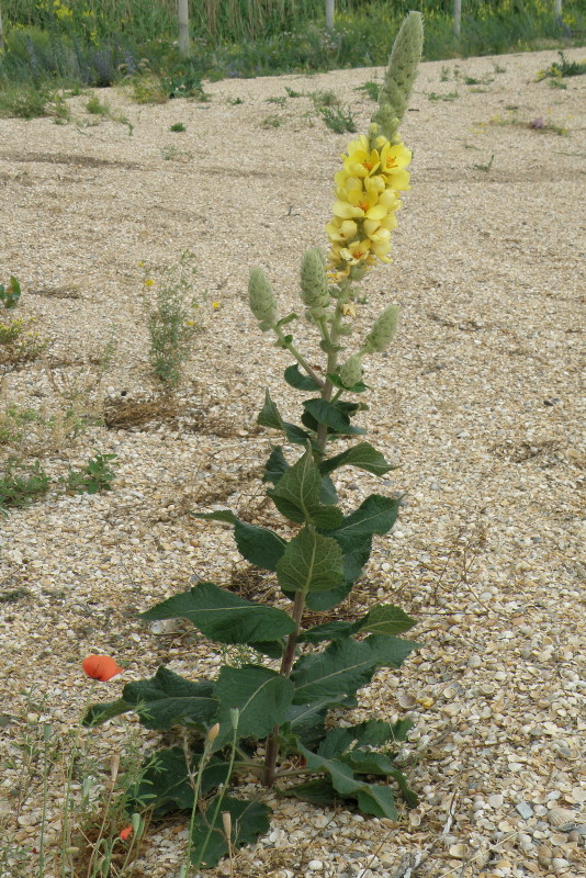 Изображение особи Verbascum ovalifolium.