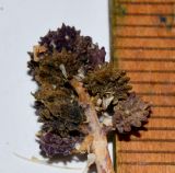 Coronopus squamatus