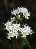 Gypsophila fastigiata