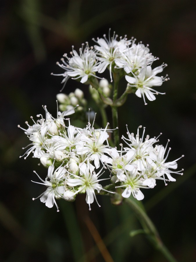 Image of Gypsophila fastigiata specimen.