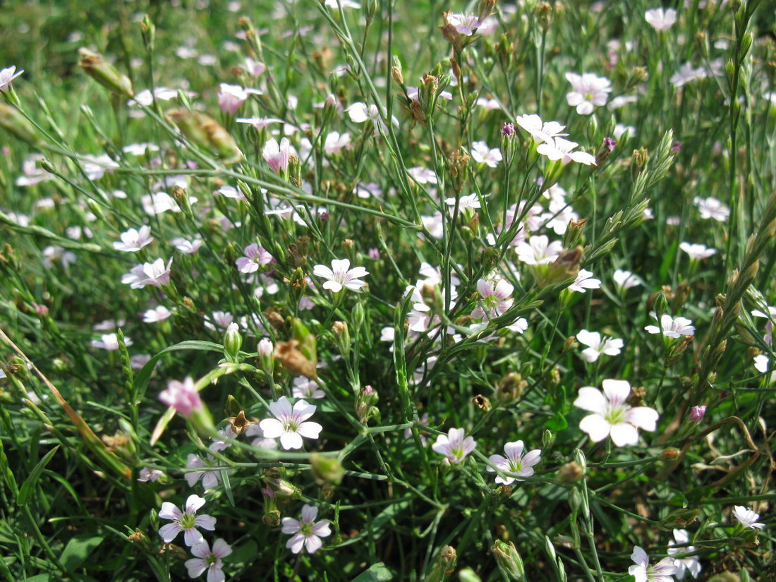 Image of Petrorhagia saxifraga specimen.