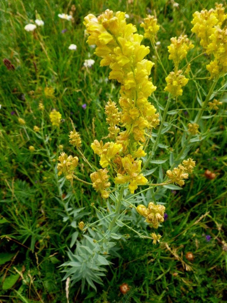 Изображение особи Linaria kurdica.