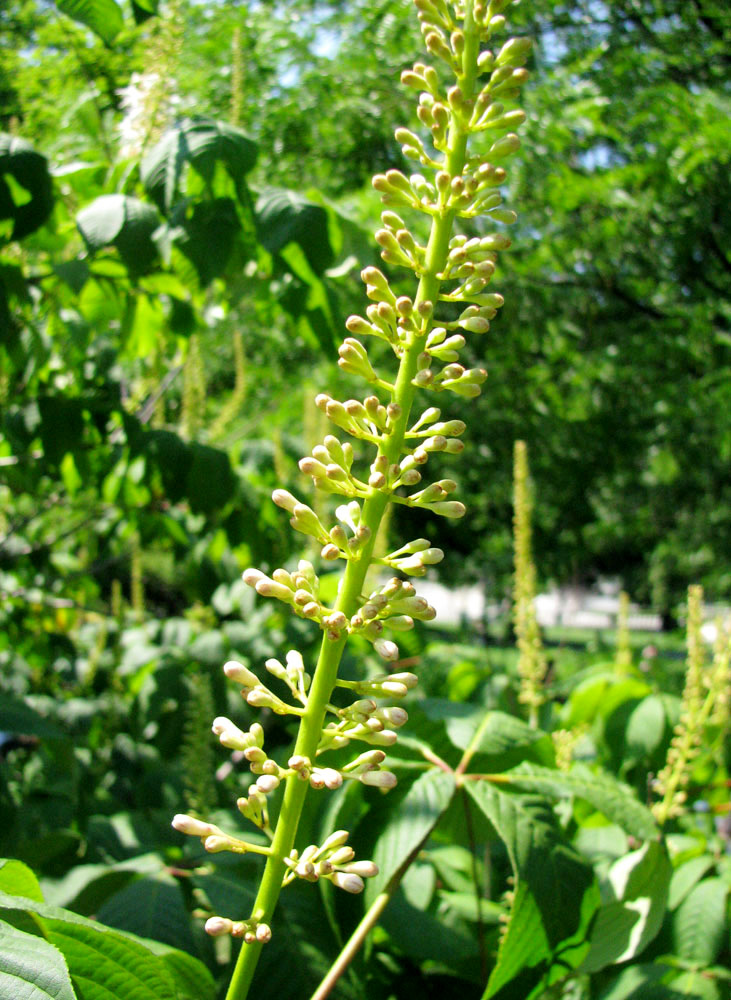 Image of Aesculus parviflora specimen.